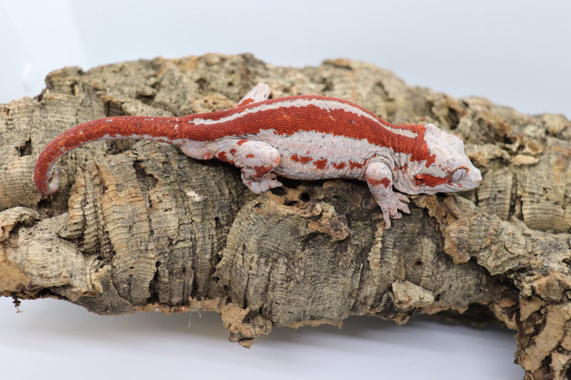 Gargoyle Gecko - GM1-20