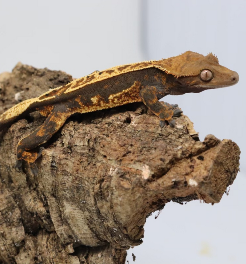 Crested Gecko - Male