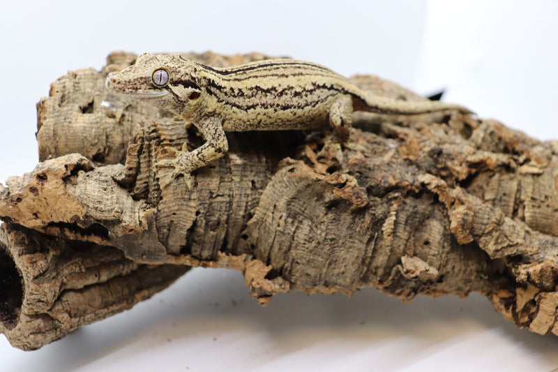 Gargoyle Gecko - GF14-20