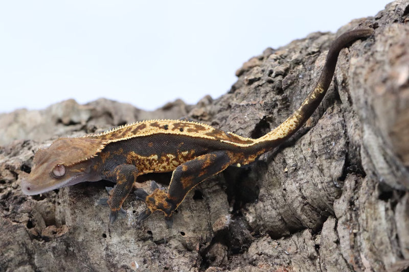 Crested Gecko - Male