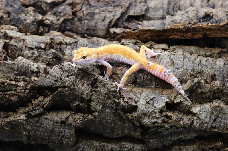 WY Tangerine Leopard Gecko