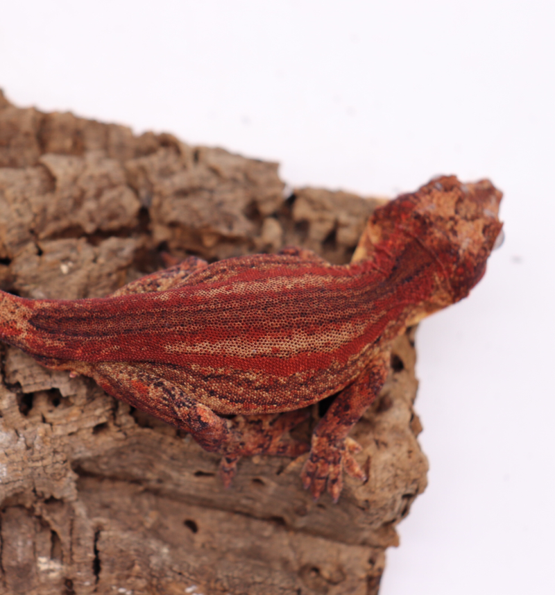Gargoyle Gecko Breeder