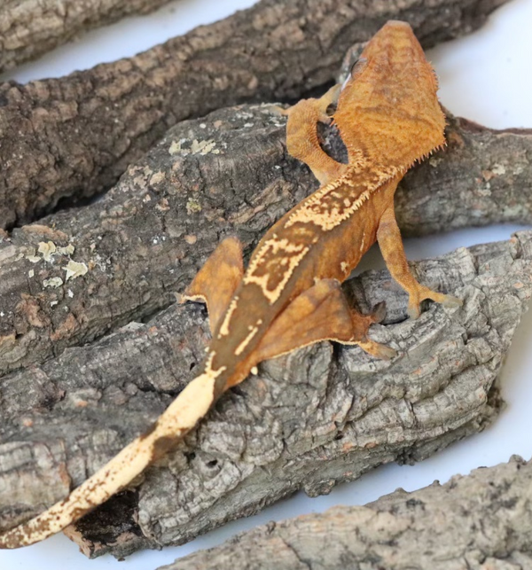 Crested Gecko - 10 pack - Roberson Reptiles
