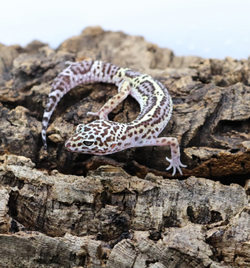 Black Night Mack Snow Leopard Gecko