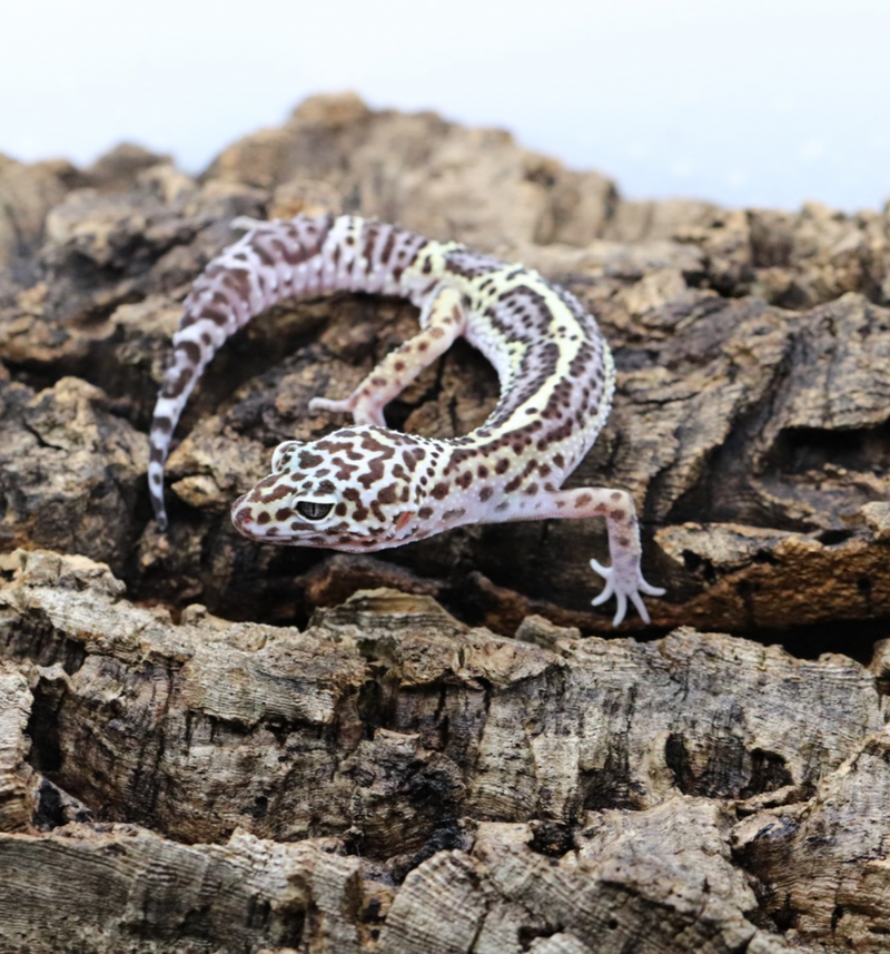 Black Night Mack Snow Leopard Gecko