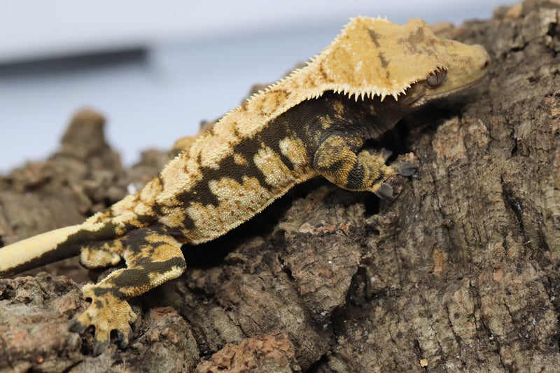 Crested Gecko - Male
