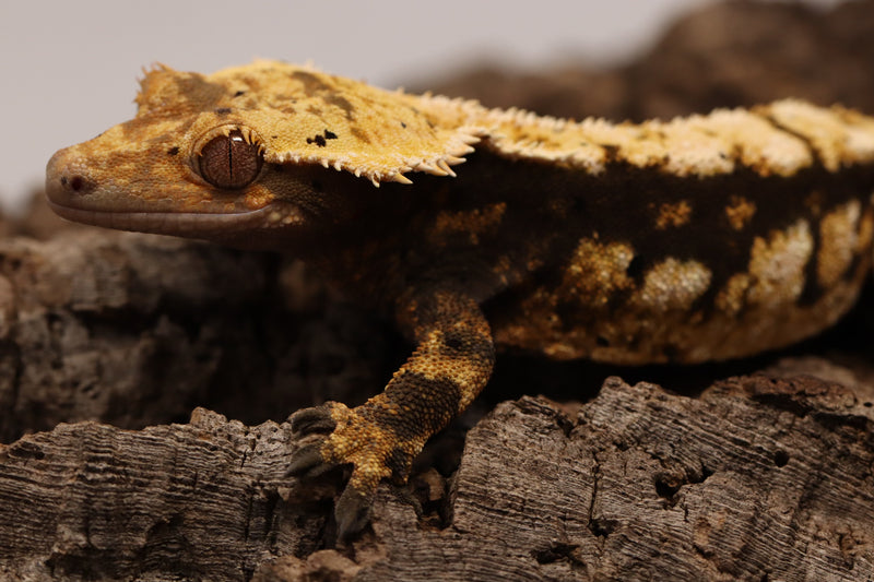 Crested Gecko - Tricolor Female