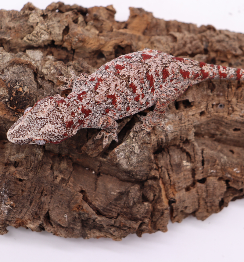 Reticulated Female Gargoyle Breeder 