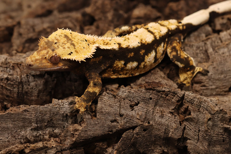 Crested Gecko - Tricolor Female