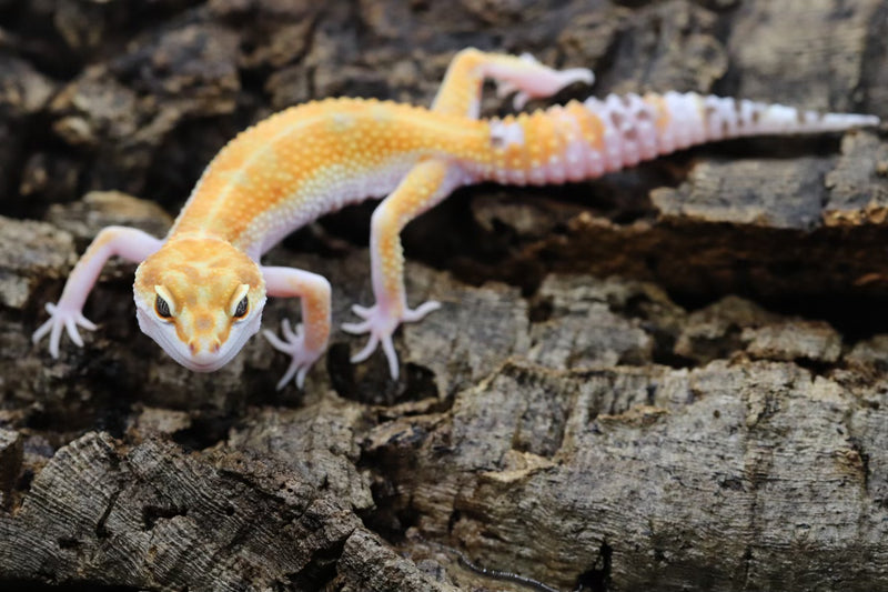 WY Tangerine Leopard Gecko