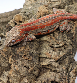 Gargoyle Gecko - GF8-20