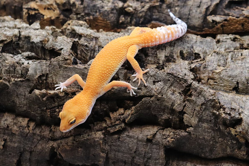 Tangerine Leopard Gecko - Roberson Reptiles