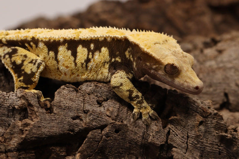 Crested Gecko - Tricolor Female