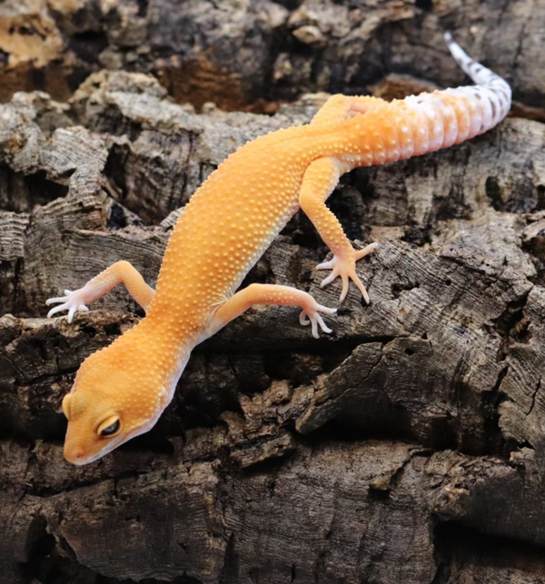 Tangerine Leopard Gecko - Roberson Reptiles