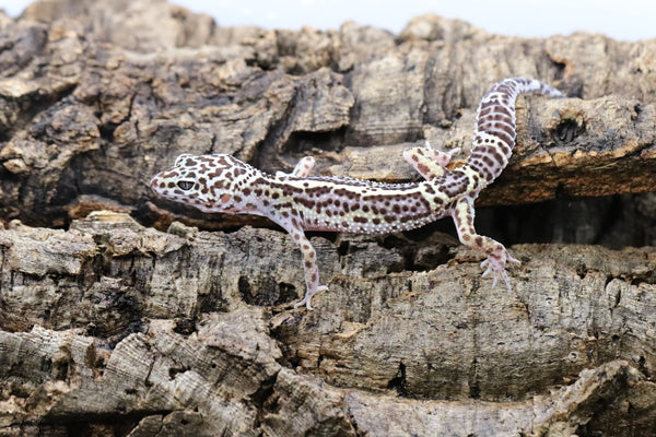 Black Night Mack Snow Leopard Gecko - Roberson Reptiles
