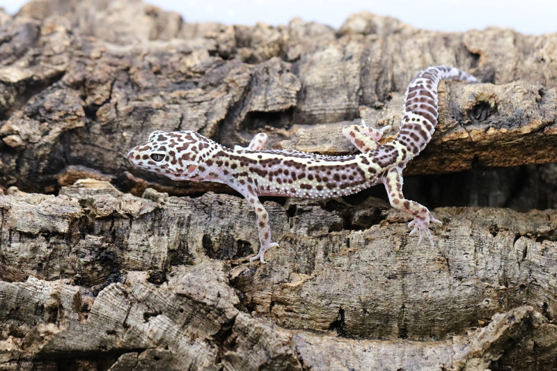 Black Night Mack Snow Leopard Gecko