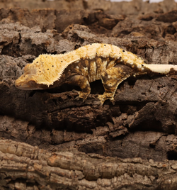 Crested Gecko - Tricolor Female