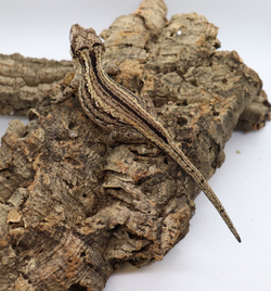 Gargoyle Gecko - GF12-20