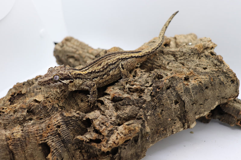 Gargoyle Gecko - GF11-20