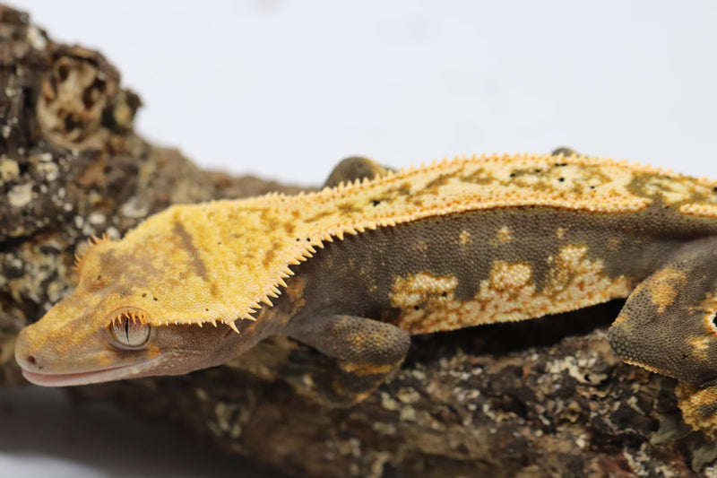 Crested Gecko - Male