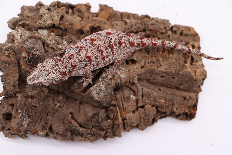 Reticulated Female Gargoyle Breeder 