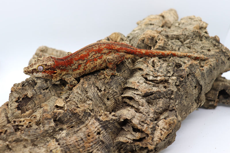 Gargoyle Gecko - GF5-20