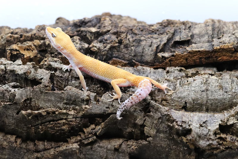 Tangerine Leopard Gecko