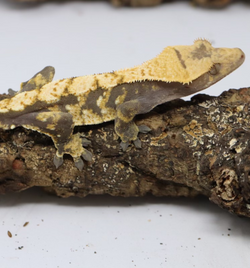 Crested Gecko - Male