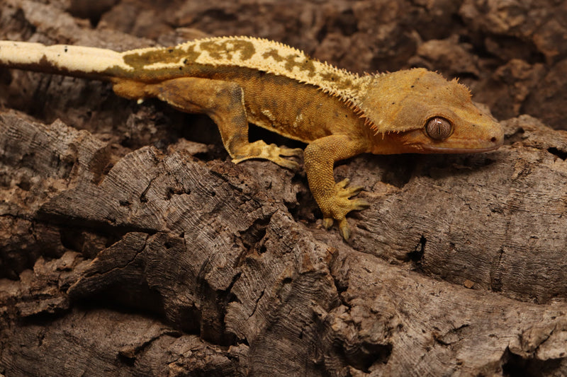 Crested Gecko - Male