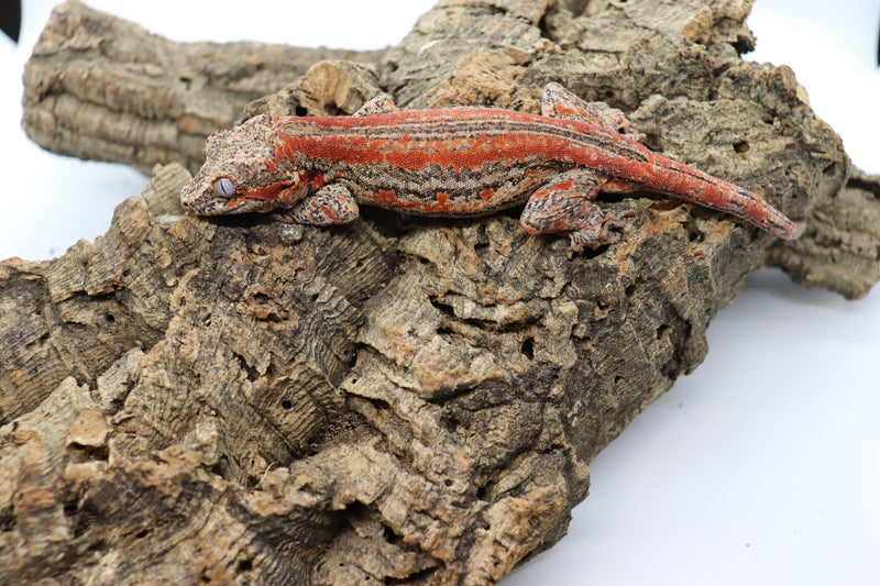 Gargoyle Gecko - GF8-20