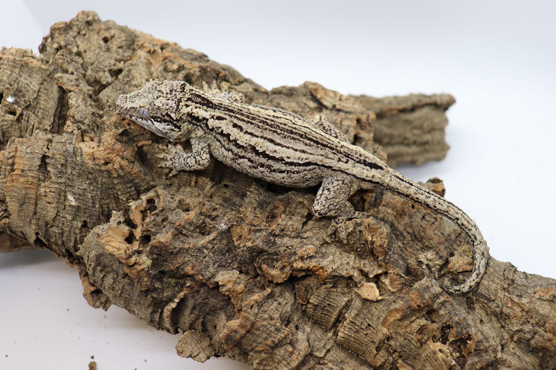 Gargoyle Gecko - GF15-20