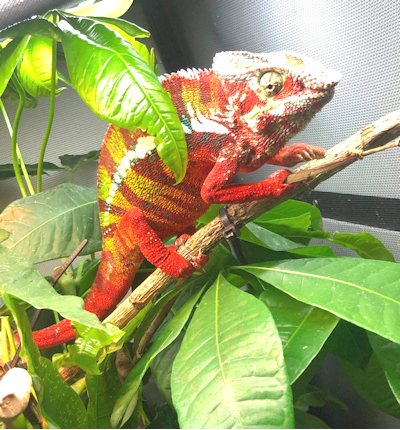 Ambilobe Panther Chameleon