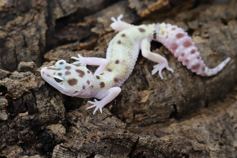 TUG Snow Leopard Gecko - Roberson Reptiles