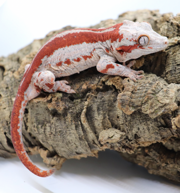 Gargoyle Gecko - GM1-20