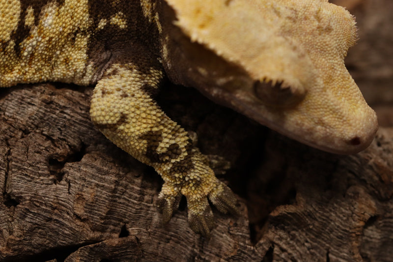 Crested Gecko - Tricolor Female