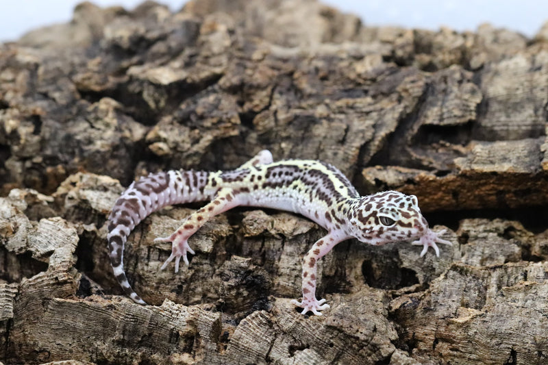 Black Night Mack Snow Leopard Gecko