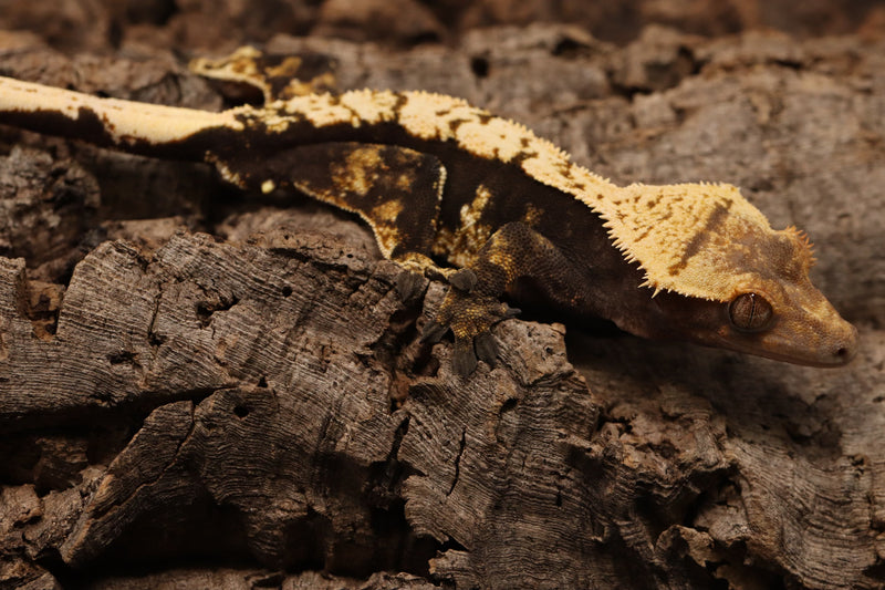 Crested Gecko - Male