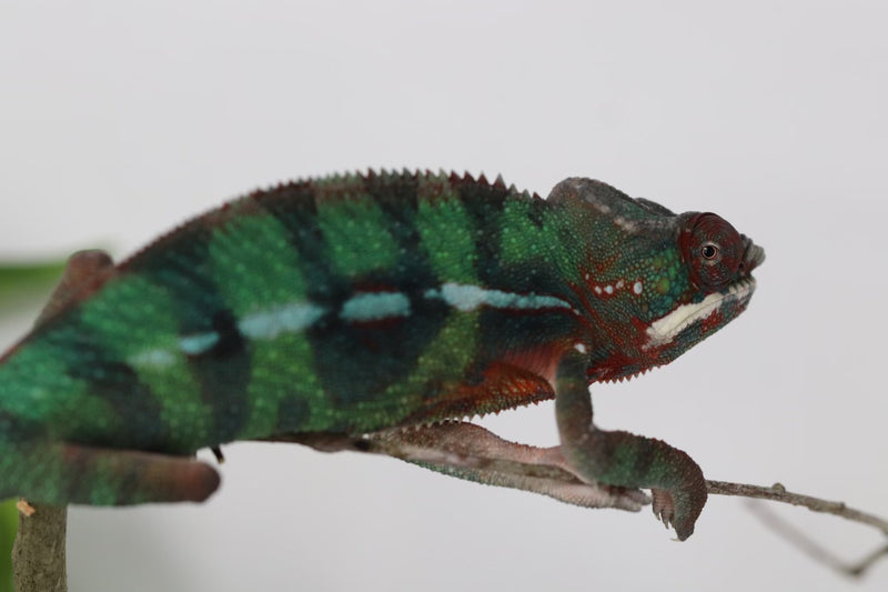 Ambilobe Panther Chameleon