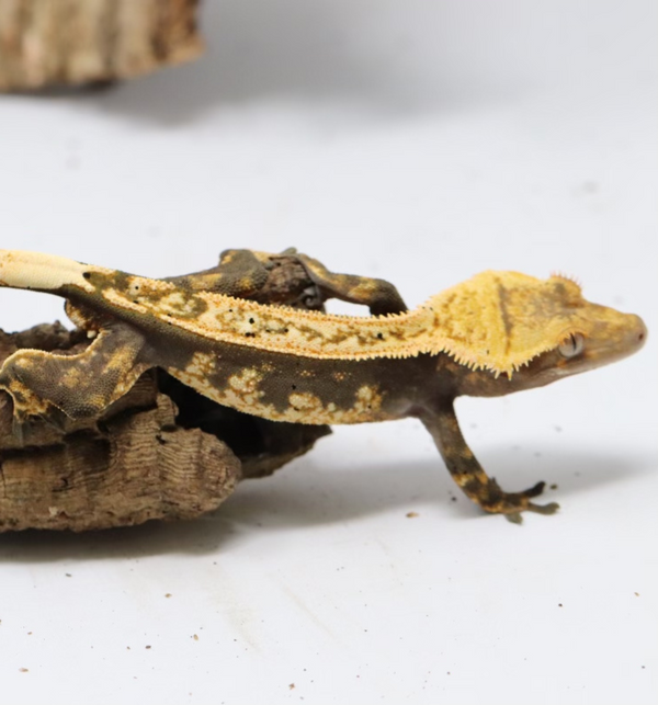 Crested Gecko - Male