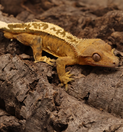 Crested Gecko - Male
