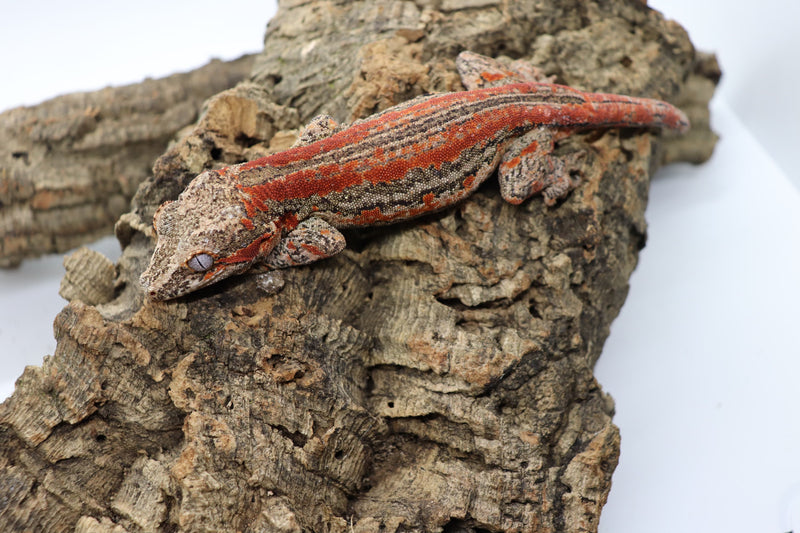 Gargoyle Gecko - GF8-20