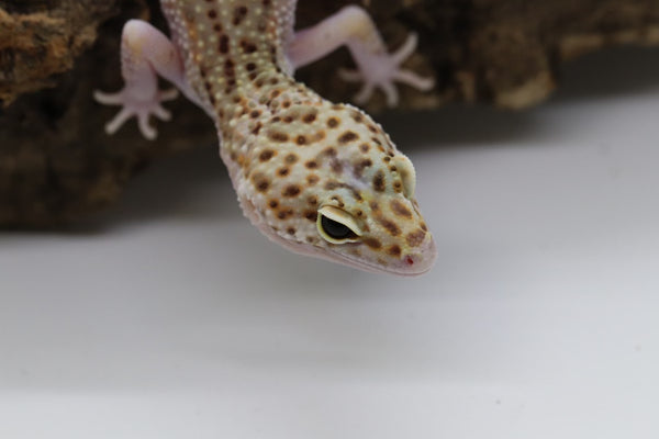 Tangerine Bell Snow Leopard Gecko