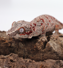 Reticulated Female Gargoyle Breeder 