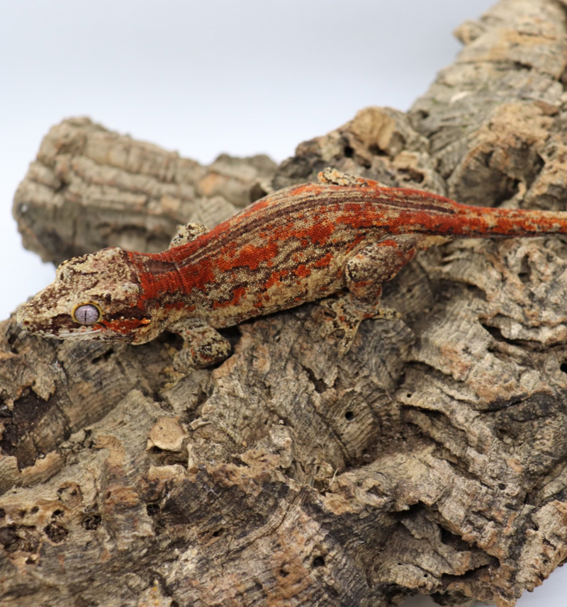 Gargoyle Gecko - GF5-20