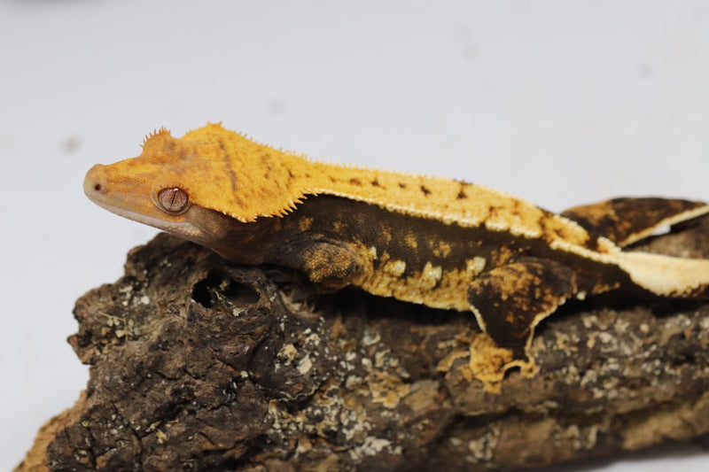 Crested Gecko - Female