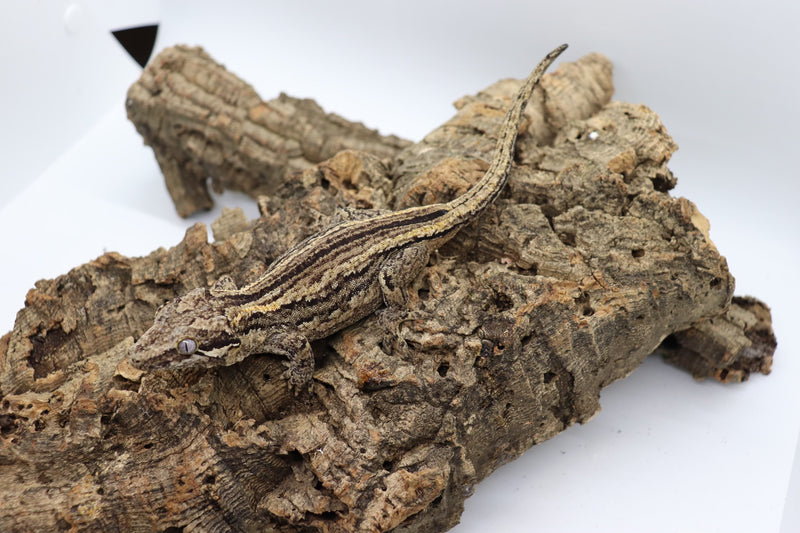 Gargoyle Gecko - GF11-20