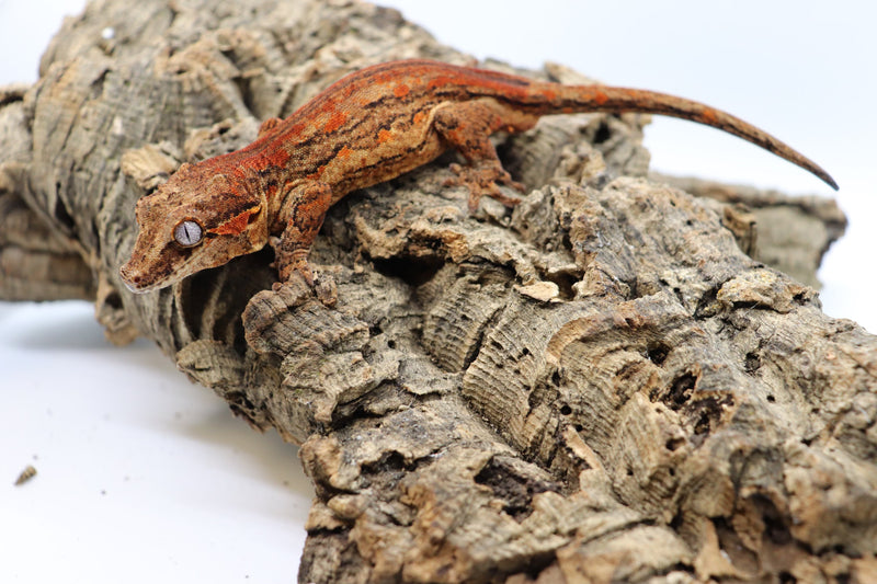 Gargoyle Gecko - GM3-20