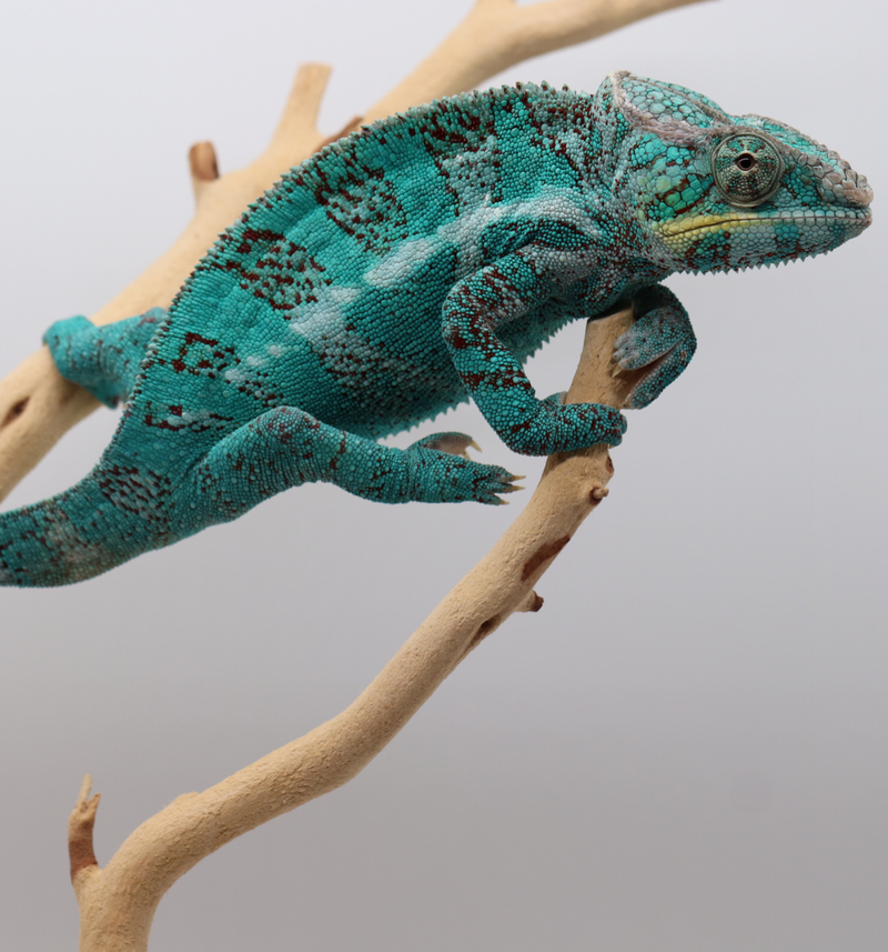 Pitbull - Nosy Faly Panther Chameleon - Roberson Reptiles
