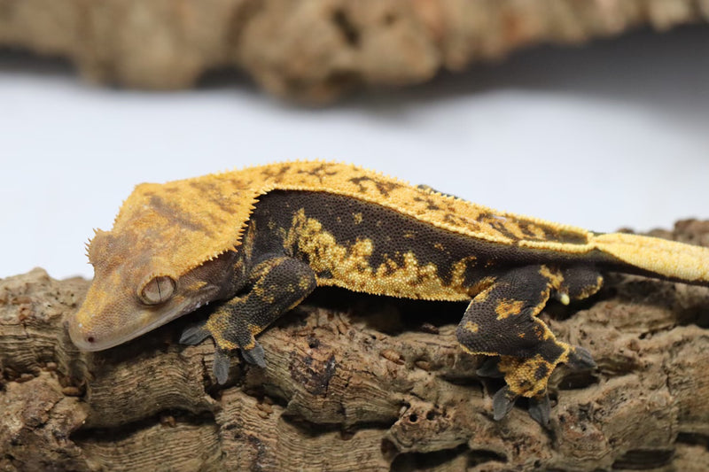 Crested Gecko - Male