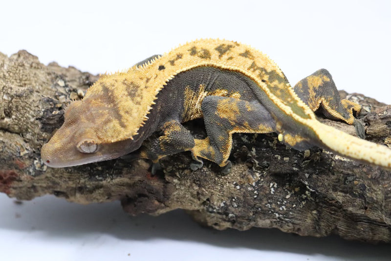 Crested Gecko - Male